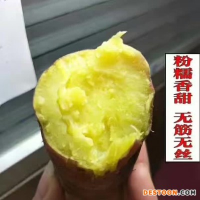 陕西特产 红薯 大量批发预售新鲜地瓜
