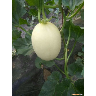 山东博洋蜜瓜9号甜瓜羊角蜜甜瓜