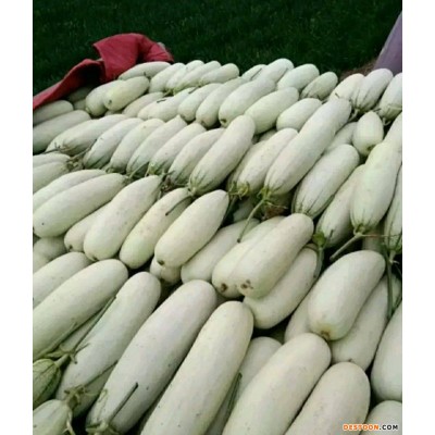 产地供应春季头茬博洋61甜瓜