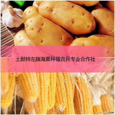 海粟种植**大力支持销售大咖
