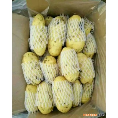 山东冷库荷兰十五号大量出库了 土豆产地价格