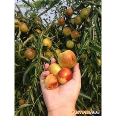 山东鲜枣产地批发申请一站式服务