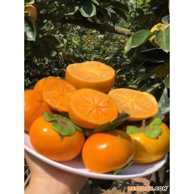 陕西脆甜柿子