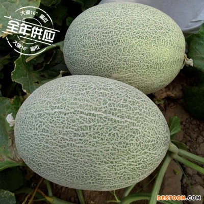 大漠16°蜜瓜诚招全国代理，微商、电商，支持一件代发