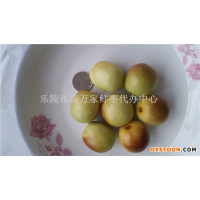 山东冬枣专业申请