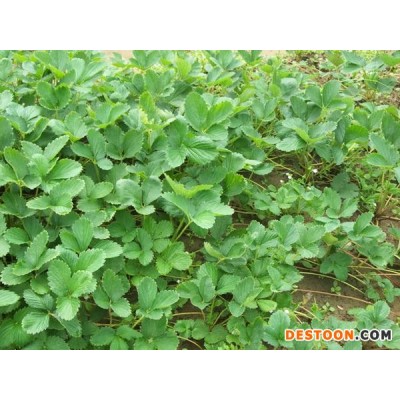 小白草莓苗