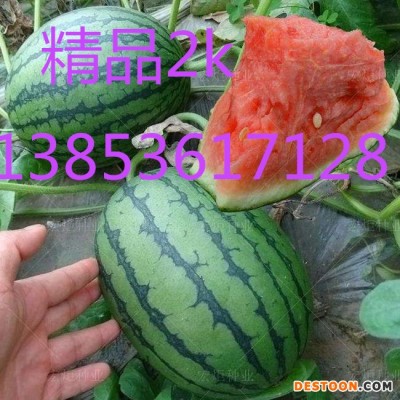 山东西瓜 潍坊早春红玉西瓜批发