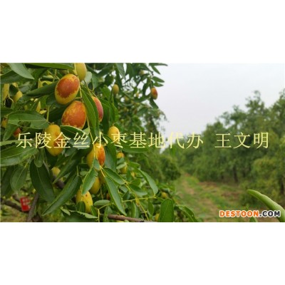 纯**山东冬枣专业申请