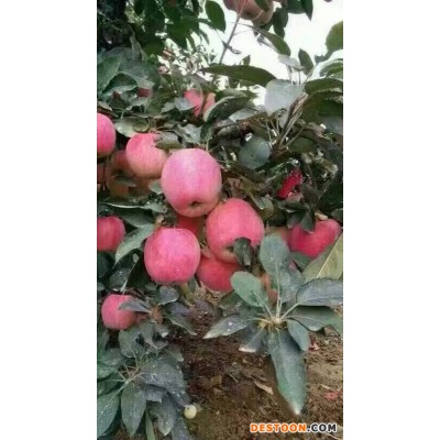 山东红星苹果今日价格