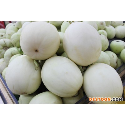万亩白皮小香瓜甜瓜批发基地
