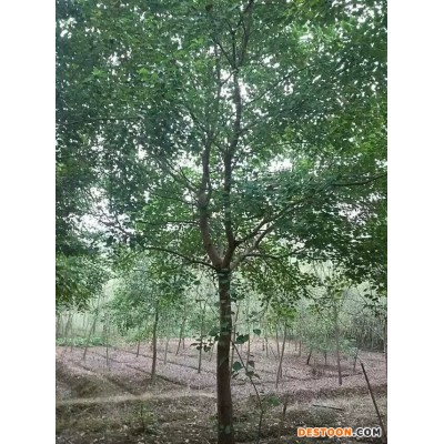 供应精品乌桕8公分10公分12公分15公分18公分乌桕较新价格