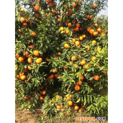 临沂水果批发，百香果，沃柑，茂谷柑批发找广西山山秀果