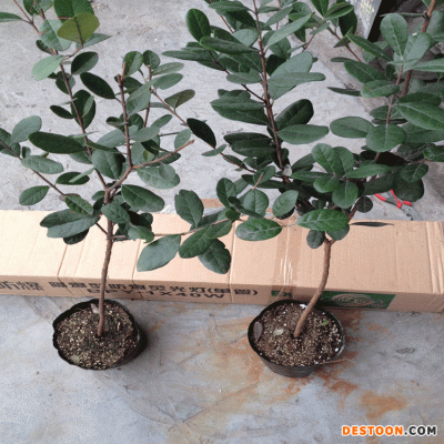 菲油果 费约果种植方法 菲油果好吃 新西兰水果