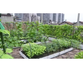 阳台蔬菜的病虫害防治