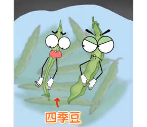 四季豆千万要煮熟再吃