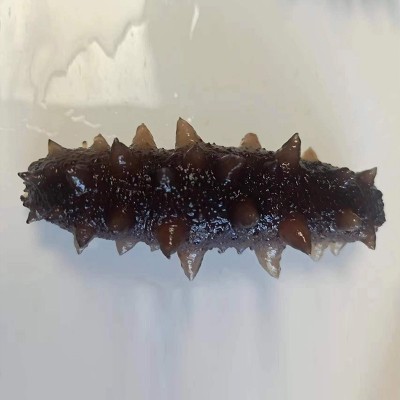 厂家直供现货大连冻煮海参辽参非海参干货刺参大连冻煮即食海参图5