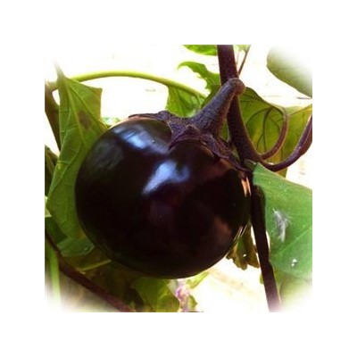 龙鑫蔬菜加盟图4