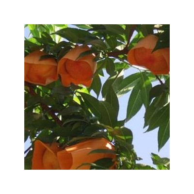 百鲜蔬菜果园加盟图5