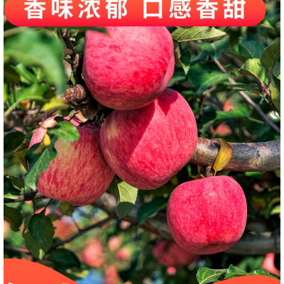苹果图5