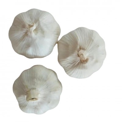 产地garlic 山东大喜食品供应出口级别大蒜规格齐全5/5.5/6.0CM
