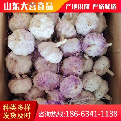产地garlic 山东大喜食品供应出口级别大蒜规格齐全5/5.5/6.0CM图5