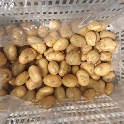 粉糯农家新鲜蔬菜土豆 山东莱芜特产黄心土豆 黄皮大土豆马铃薯图2