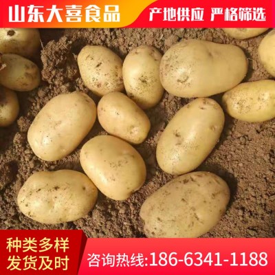 粉糯农家新鲜蔬菜土豆 山东莱芜特产黄心土豆 黄皮大土豆马铃薯图5