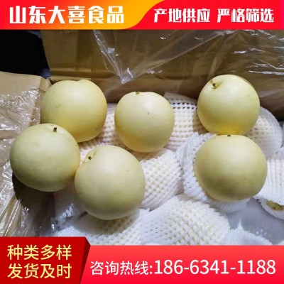自家果园现摘现发黄金梨 应季新鲜水果梨圆黄梨 脆甜皮薄梨图4