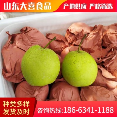 自家果园现摘现发黄金梨 应季新鲜水果梨圆黄梨 脆甜皮薄梨