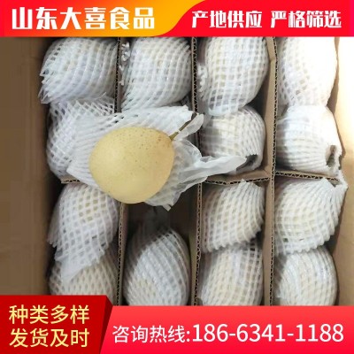 自家果园现摘现发黄金梨 应季新鲜水果梨圆黄梨 脆甜皮薄梨图2