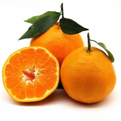 长期供应四川不知火丑橘新鲜水果当季产地直发耙耙柑一件代发