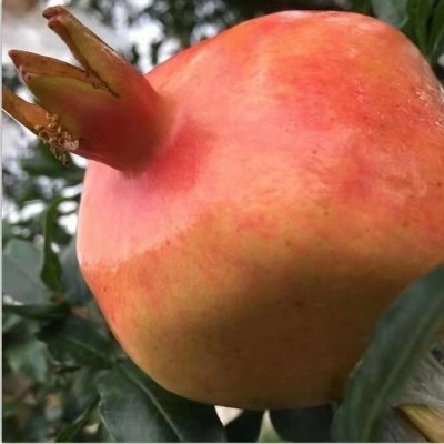 供应云南蒙自石榴水果新鲜当季甜石榴3/5/9斤非突尼斯软籽石榴图4