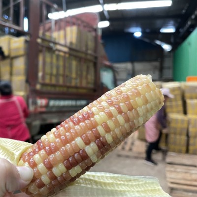 云南香糯小玉米独立包装早餐蒸煮粗粮地方特产食品一件代发图4