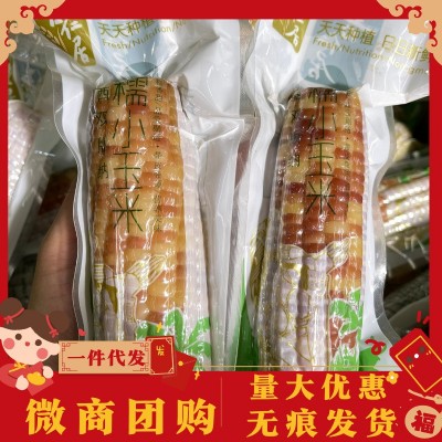 云南香糯小玉米独立包装早餐蒸煮粗粮地方特产食品一件代发