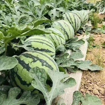 长期供应美都麒麟西瓜新鲜水果5斤现摘云南麒麟小西瓜当季沙瓤薄图3