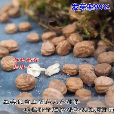 人参籽批发颗粒饱满 东北园参籽一件代发人参种子人参籽西洋参籽图2