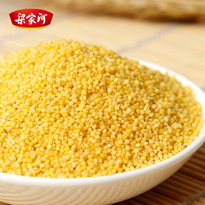梁家河黄小米新米小黄米农家小米粮食月子米粥陕北米脂小米2.5kg 2袋起批图4