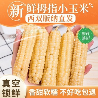 拇指玉米云南西双版纳小玉米迷你白糯玉米种宝宝辅食手指香糯玉米 2套起批图2