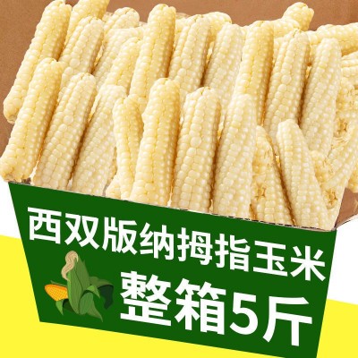 拇指玉米云南西双版纳小玉米迷你白糯玉米种宝宝辅食手指香糯玉米 2套起批图4