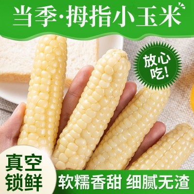 拇指玉米云南西双版纳小玉米迷你白糯玉米种宝宝辅食手指香糯玉米 2套起批图3