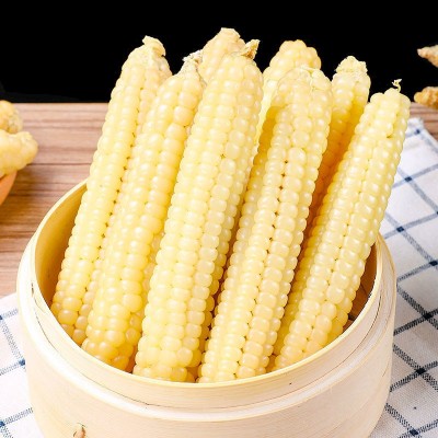 拇指玉米云南西双版纳小玉米迷你白糯玉米种宝宝辅食手指香糯玉米 2套起批图5