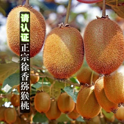 陕西周至徐香猕猴桃新鲜水果现摘现发酸甜奇异果大果 2箱起批图5