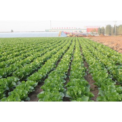 大量供应2022年新季节品质优良保鲜大白菜 10吨起批图3