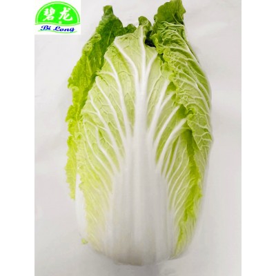 大量供应2022年新季节品质优良保鲜大白菜 10吨起批图2