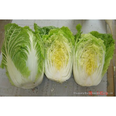 大量供应2022年新季节品质优良保鲜大白菜 10吨起批图4