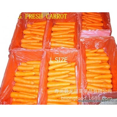 工厂大量供应出口级保鲜胡萝卜316 品种 10吨起批
