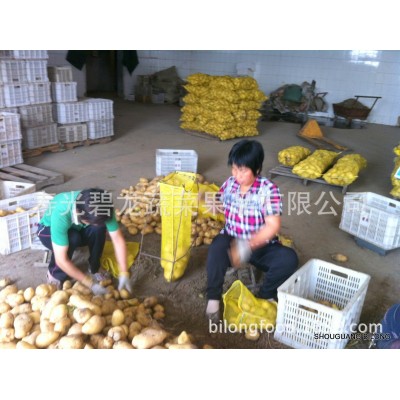 常年大量供应产地出口级荷兰15号保鲜土豆 10吨起批图3