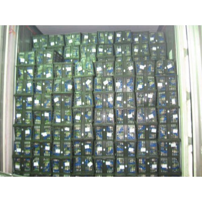 常年大量供应新季节保鲜西芹 10吨起批图2