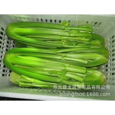 常年大量供应新季节保鲜西芹 10吨起批