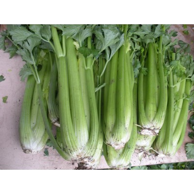 常年大量供应新季节保鲜西芹 10吨起批图5